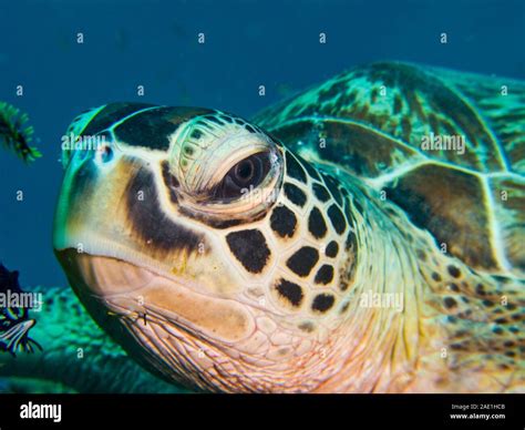 Green sea turtle hi-res stock photography and images - Alamy