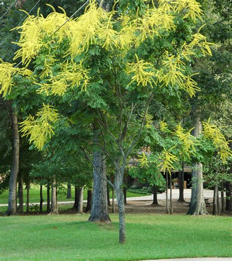 Golden Rain Tree — Tree Sales