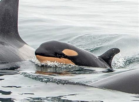 Why is this baby orca orange? | Article | Kids News