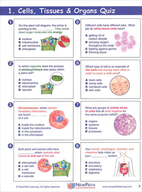 Science Graphic Organizer - Grade 5 | NewPath Learning