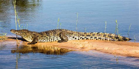 Baby African Crocodile