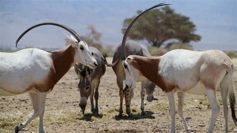 Antelope with horns image - Free stock photo - Public Domain photo - CC0 Images