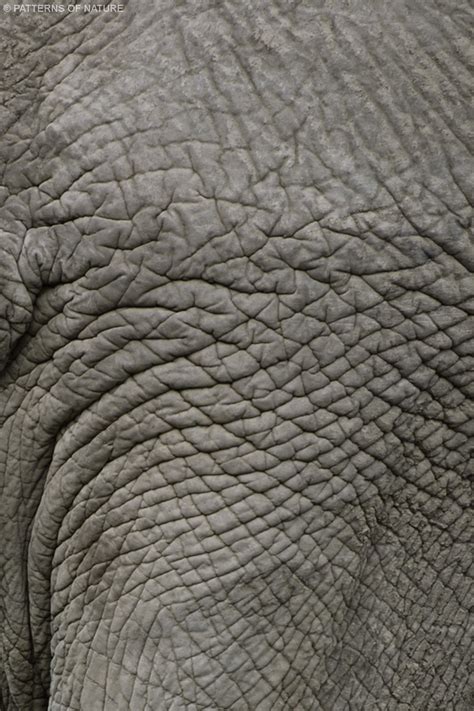 Elephant Skin Texture Close Up