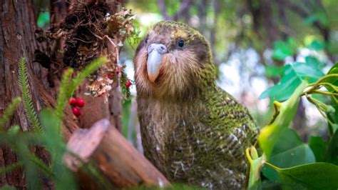 Saving the kakapo, New Zealand’s ‘gorgeous, hilarious’ parrot | CNN