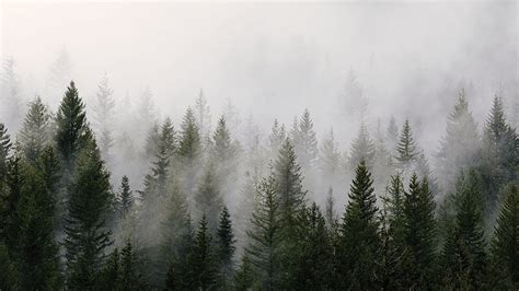 Discover 75+ foggy forest wallpaper best - 3tdesign.edu.vn