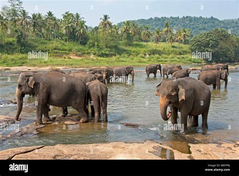 Sri Lankan elephants from the Pinnawala Elephant Orphanage bathing in ...