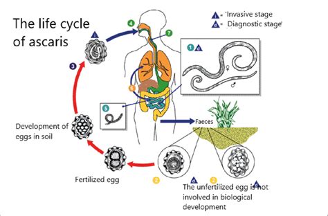 Ascaris Life Cycle Diagram