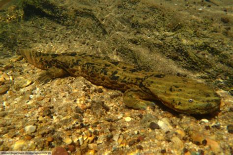 Hellbender Facts, Pictures & In-Depth Information: Endangered Amphibian