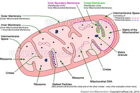 Labeled Diagram Of The Mitochondria Structure Of Mitochondri