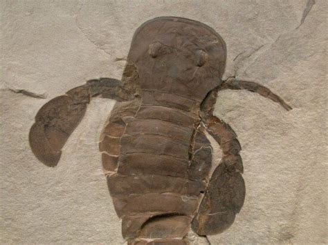 Eurypterid