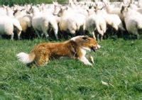 Welsh Sheepdog pictures | Animal Photography Stock Photos | Image Library of Cat pictures, Dog ...