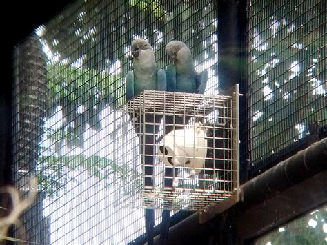 Spix’s Macaw Facts: Saving a Parrot Near Extinction in the Wild - Owlcation