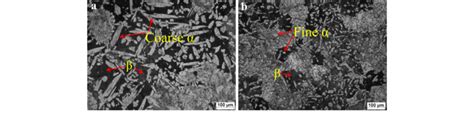 Microstructure of the investigated cast brass alloy (a) without USV and... | Download Scientific ...