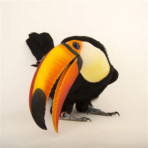 Toco Toucan Habitat