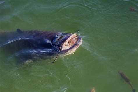 Chernobyl Giant Catfish in Nuclear Cooling Pond - Is it a Mutation?