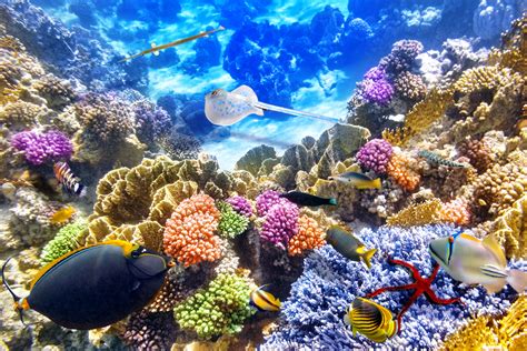 Coral Reef 4K Wallpapers - Top Free Coral Reef 4K Backgrounds - WallpaperAccess