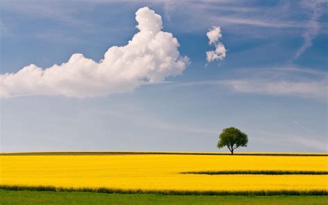 🔥 [40+] Summer Fields Wallpapers | WallpaperSafari