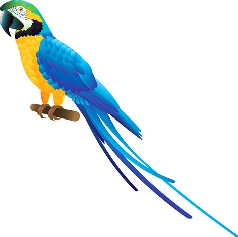 Blue And Yellow Macaw PNG Image File | PNG All