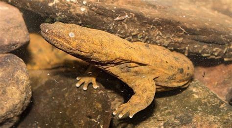 What the hellbender? An Ode to the Hellbender Salamander | Michael T. Dolan