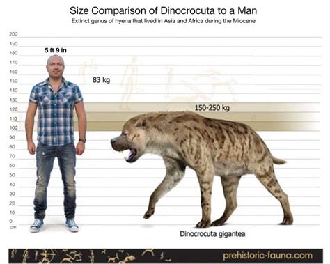 Size comparison of prehistoric giant hyena (Dinocrocuta gigantic) to man. | Criatura ...