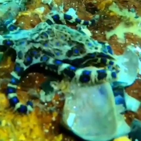 Beautiful blue-ringed octopus emerges from clever seashells camouflage - Good Morning America