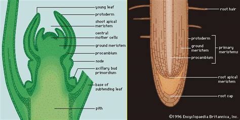 apical meristem | plant anatomy | Britannica.com