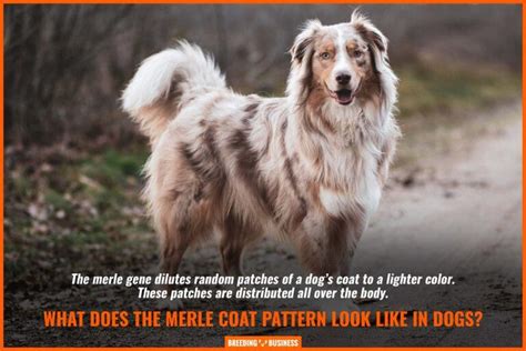 Merle Dog Coat – Breeds, Genetics, Double Merle, Patterns & FAQ