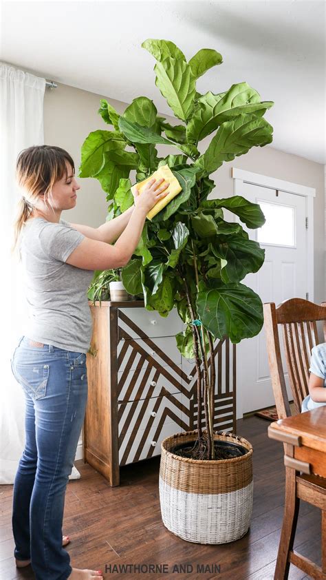 How to Care for a Fiddle Leaf Fig Tree