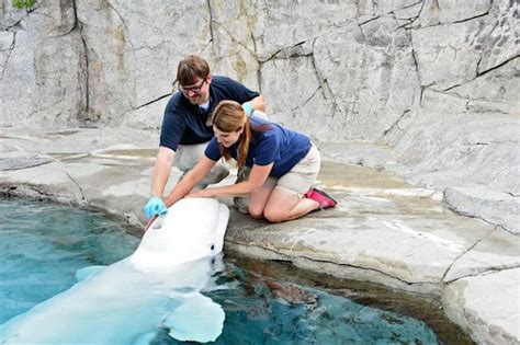 Group sues to stop Mystic Aquarium importing beluga whales | blooloop