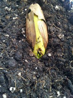 Best 10 How to get started growing bananas, Planting Bananas in Pots, Growing Bananas in Gardens ...