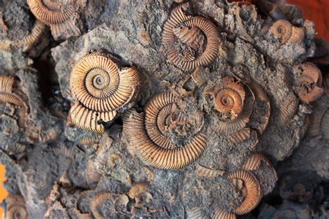 Why Are Fossils Only Found in Sedimentary Rocks? | Discover Magazine