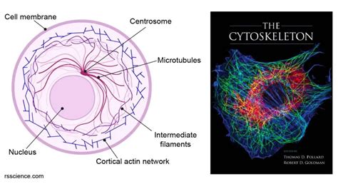 Cytoskeleton - the muscle and the bone of a cell - definition, structure, function, and biology