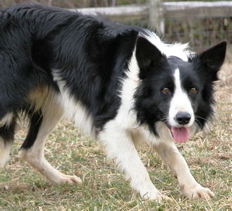 Welsh sheepdog. | Sheepdog breeds, Welsh sheepdog, Sheepdog