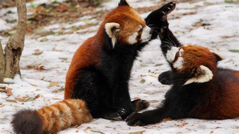 🔥 Red Panda High Five 🔥 : r/NatureIsFuckingLit