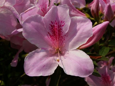 File:Pink azalea flower.jpg