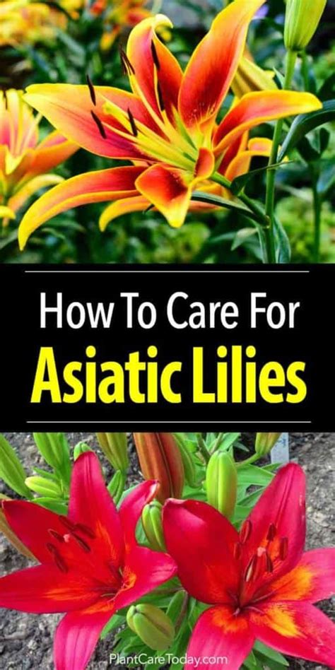 Asiatic Lily: How To Care For Asiatic Lilies