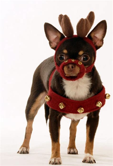 This is Manhattan dog Coco Chanel in her Reindeer Costume. Reindeer Chihuahua, Reindeer Dog ...