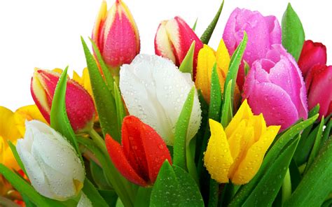 Fresh Tulips Wallpapers | HD Wallpapers | ID #8850