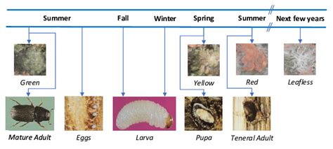 Typical life cycle of bark beetles and their effect on host tree... | Download Scientific Diagram