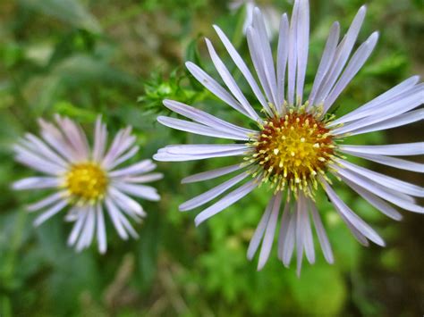 Country Weekend ~: the summer of wildflowers