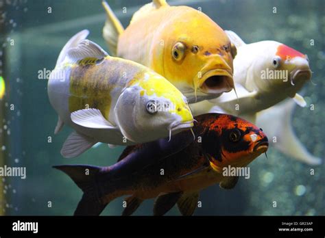 Color tropical fish Stock Photo - Alamy