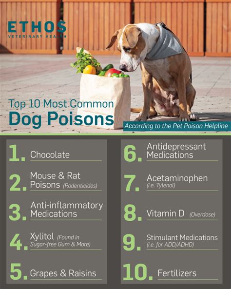 When To Call Animal Poison Control