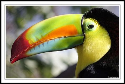 Rainbow beak of the Rainbow-Billed Toucan - Ramphastos sulfratus! by ...