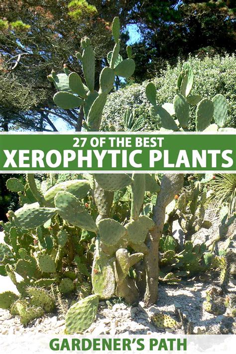 Examples Of Xerophytes Plants