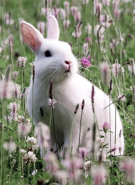 White Rabbit Wallpapers - Top Những Hình Ảnh Đẹp