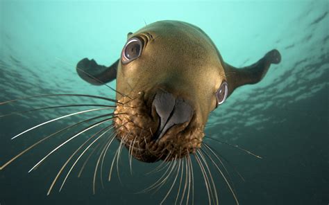 nature, Animals, Seals, Underwater, Closeup, Sea Wallpapers HD ...