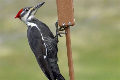 8 Amazing Woodpeckers in Michigan (Pictures) - Bird Feeder Hub