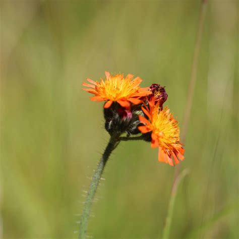 6 Kinds of ORANGE Wildflowers in Ontario (w/Pics) - Bird Watching HQ