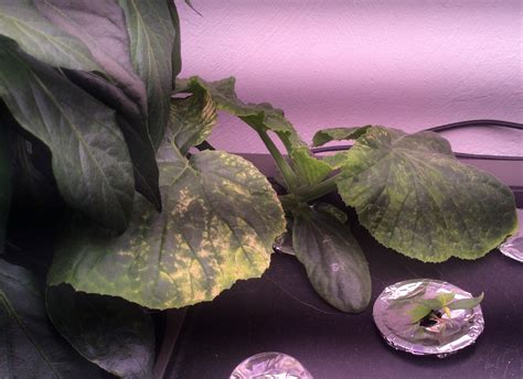 What’s happening to my pumpkin seedling? It was not like this yesterday. (I added more ...