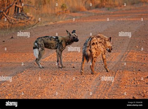 Hyena hunting Wild Dogs Stock Photo - Alamy